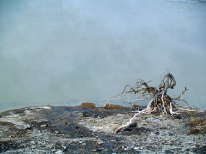 Geyser Field, Yellowstone